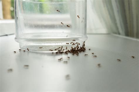 鼠五行 房間裡有螞蟻